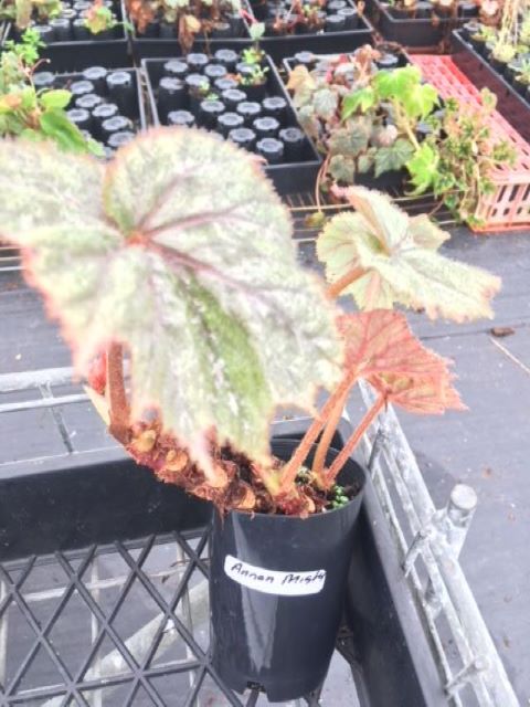 B. ‘Annan Misty’